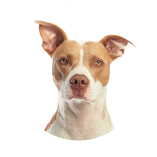 pupino
