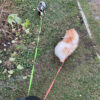 Dual Pet Leash Lead 360 Swivel