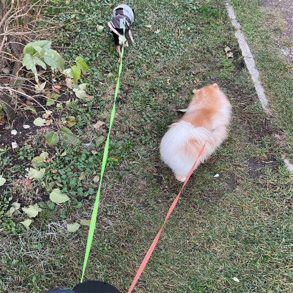 Dual Pet Leash Lead 360 Swivel
