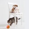 Pet Intelligent Ball Self Rotating